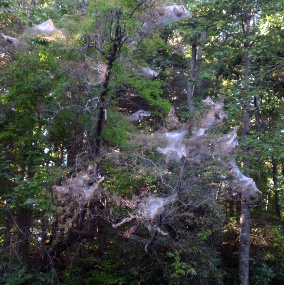 blue ridge pkwy 47 spider webs