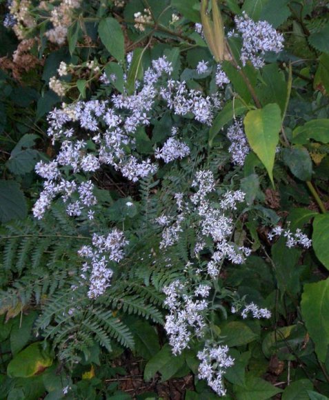 blue ridge pkwy 48 purple flowers