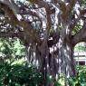 08 cool tree