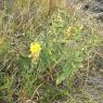 25 yellow flower