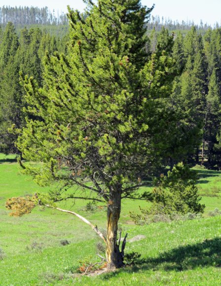 26 tree that bison rub on