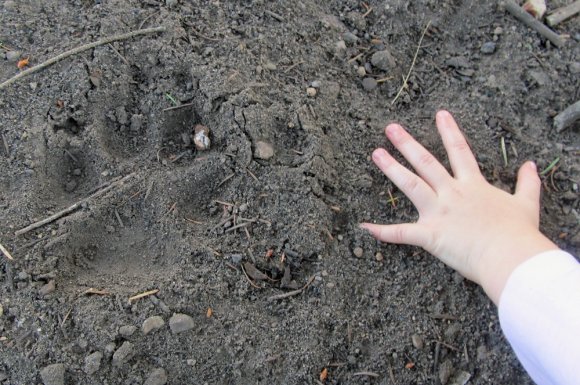 32 wolf print