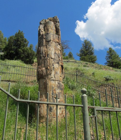 39 petrified tree