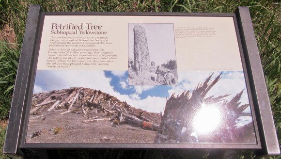 39 petrified
