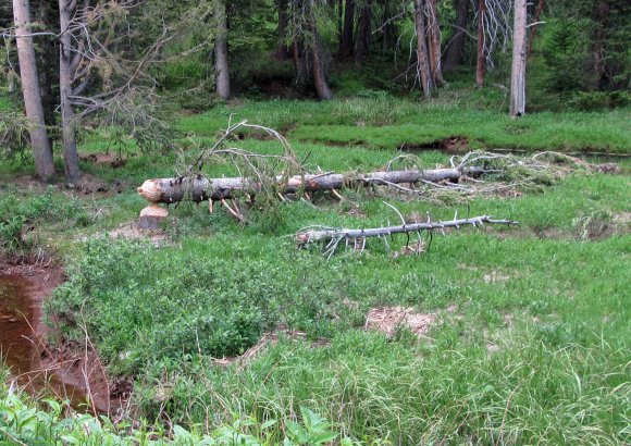 38 beaver tree
