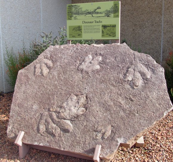 05 dinosaur print