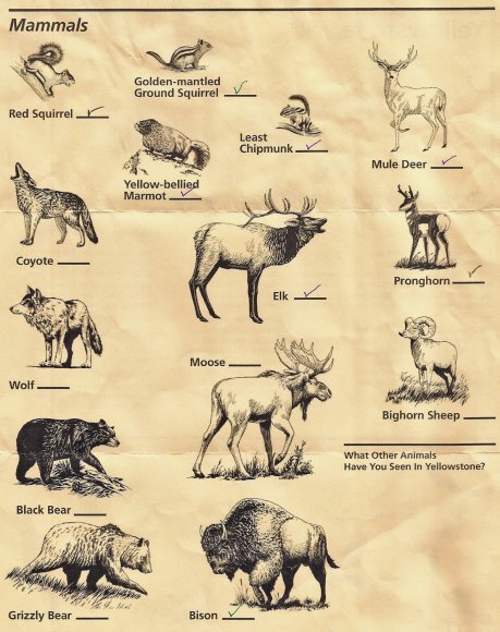 00 wildlife list2