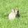 02 ground squirrel by madison