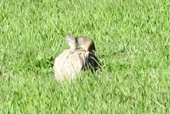 02 ground squirrel by madison