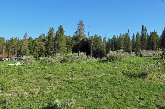 03 bison by canyon area