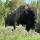 04 bison by canyon area