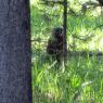 05 marmot by canyon area