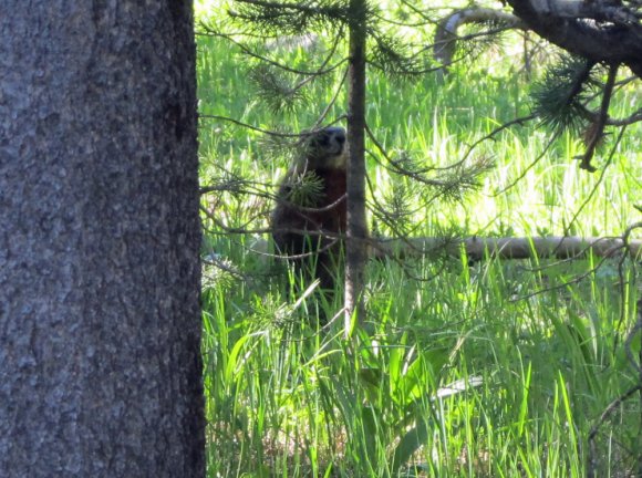 05 marmot by canyon area