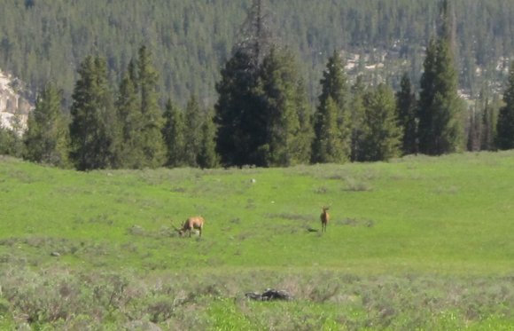 08 elk by canyon