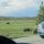31 bison baby