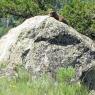 37 marmot on picnic trail