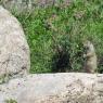 45 ground squirrel on picnic trail