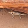 55 lizard