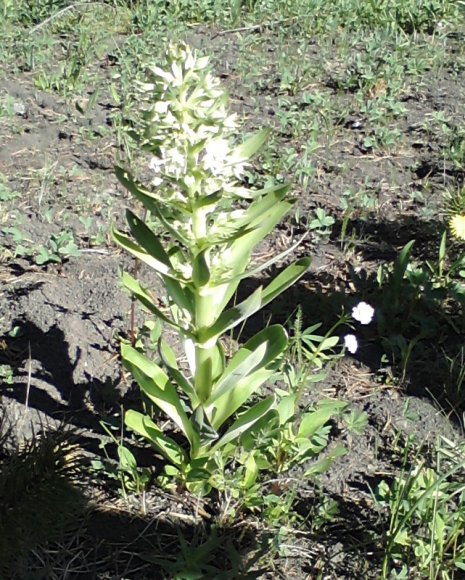 only bloom every 20 years2