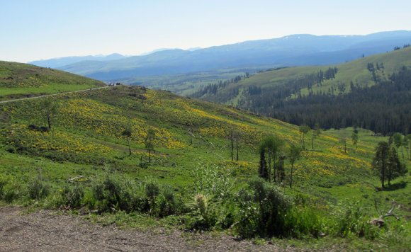 yellow hillside