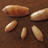 29 hannahs shells