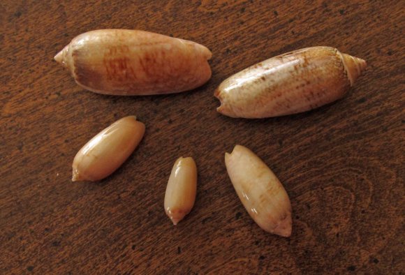 29 hannahs shells