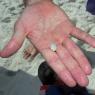 02 sand flea