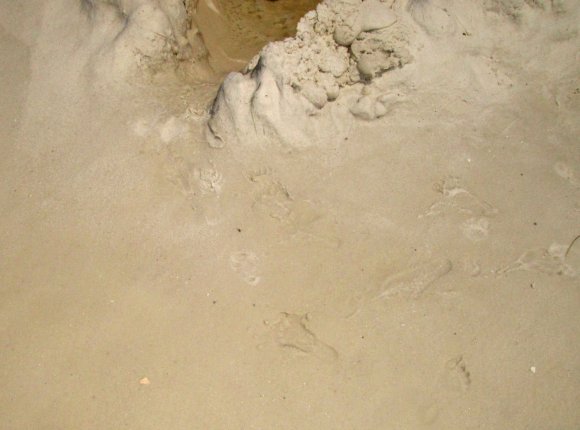 19 foot prints