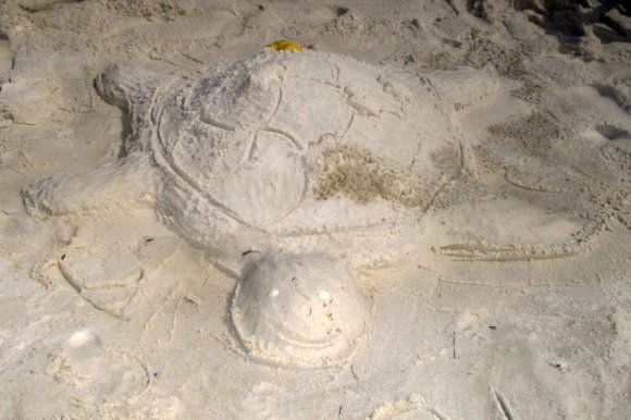 25 turtle3