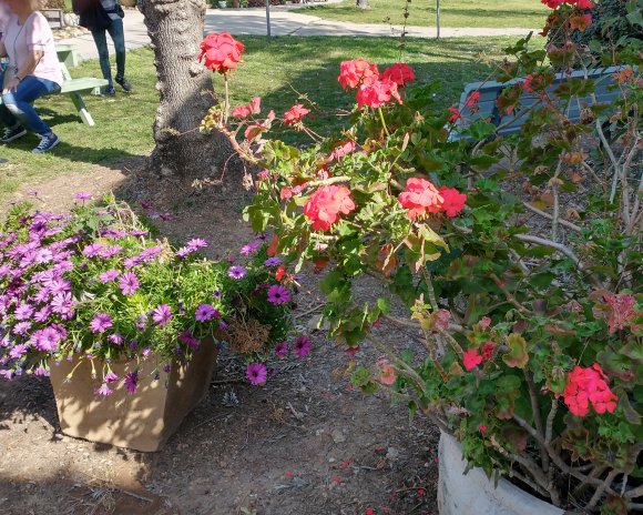 flowers (3)