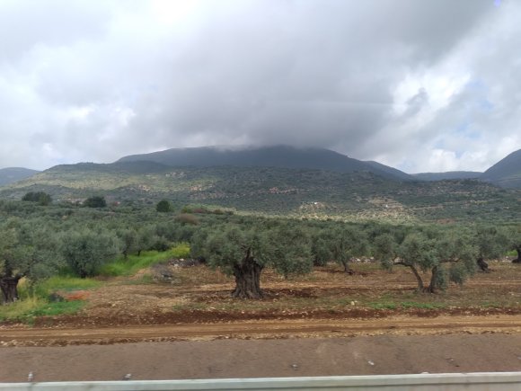 olive grove