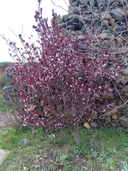 tree (2)