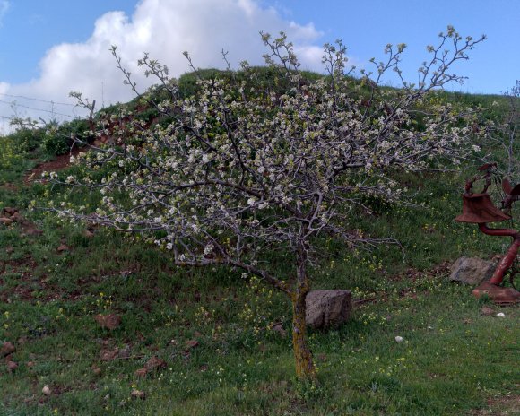 tree