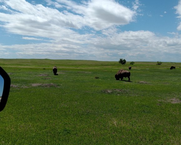 26 buffalo