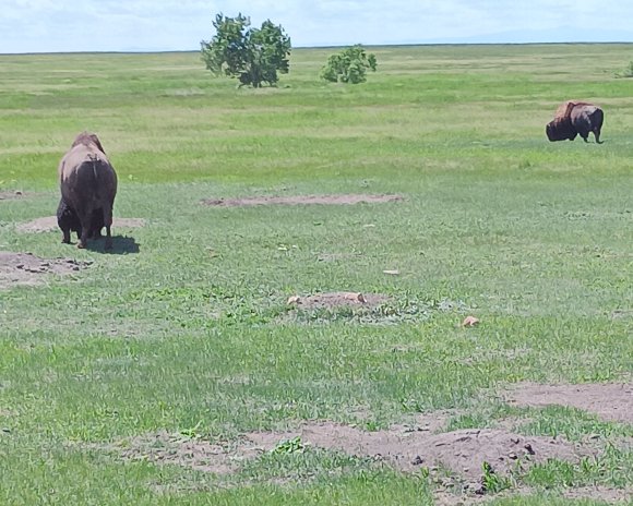27 ground hogs