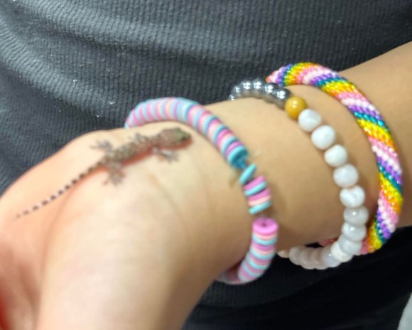 lizard