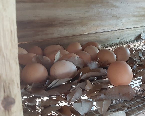 86 eggs
